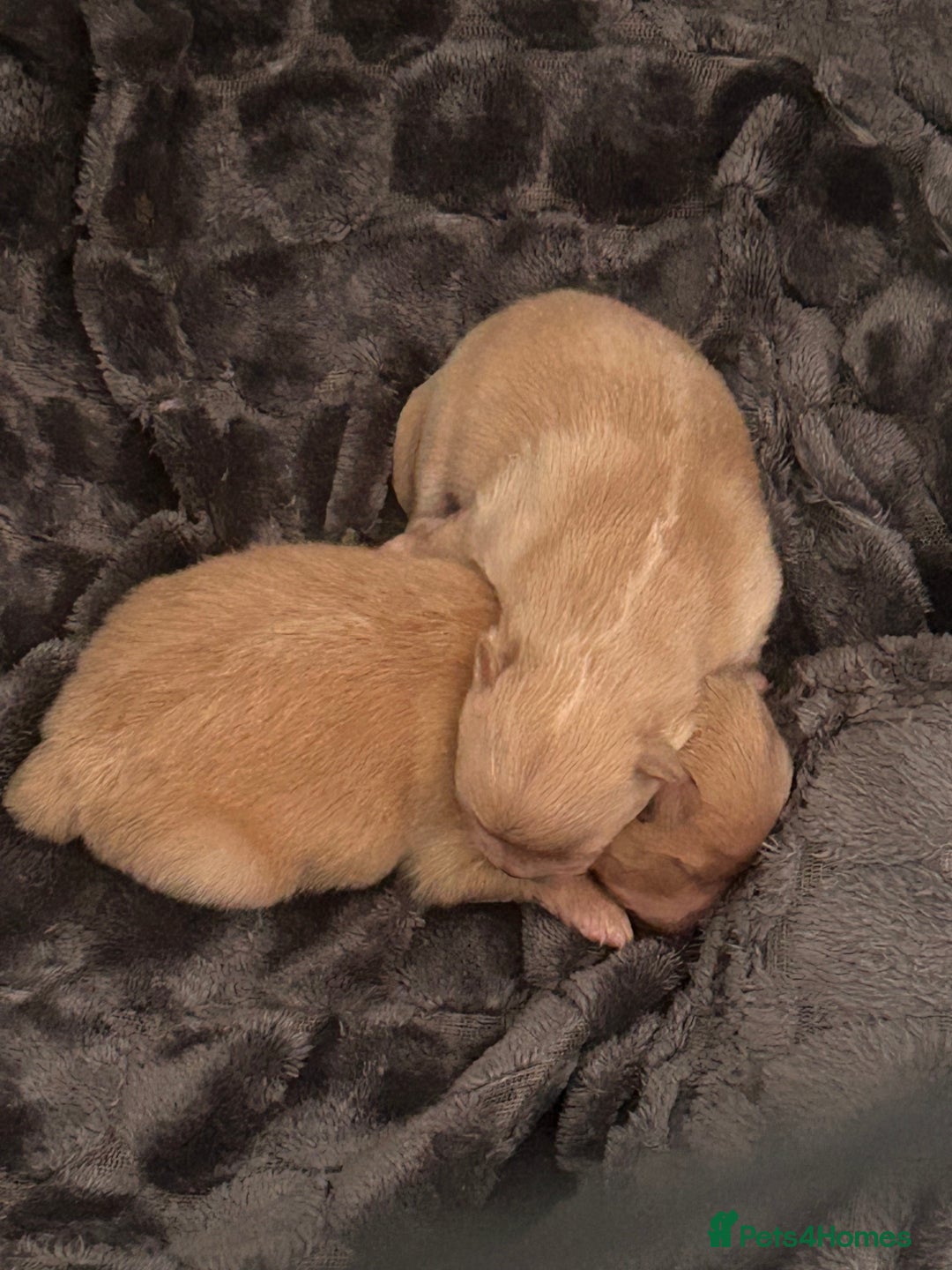 Pomeranian dogs for sale: Pomeranian puppy  - Advert 6