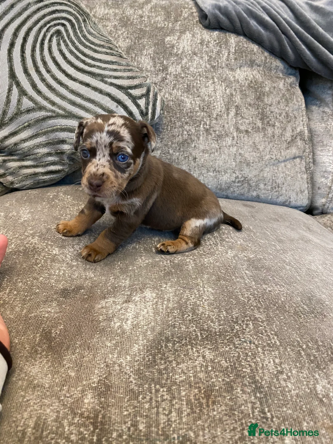 Jack Russell dogs for sale: 5 beautiful jack russell puppies  - Advert 5