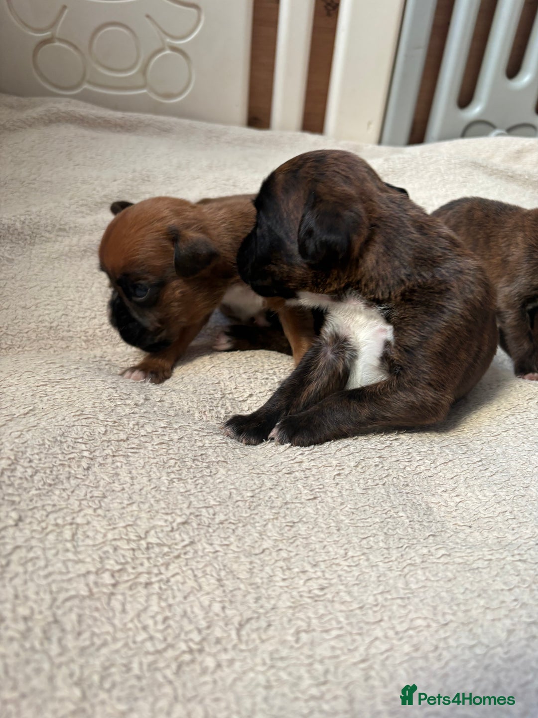 Boxer dogs for sale: KC registered boxer puppies  - Advert 8