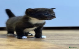 Mixed Breed cats for sale: 4 beautiful mixed breed kittens  - Image 3