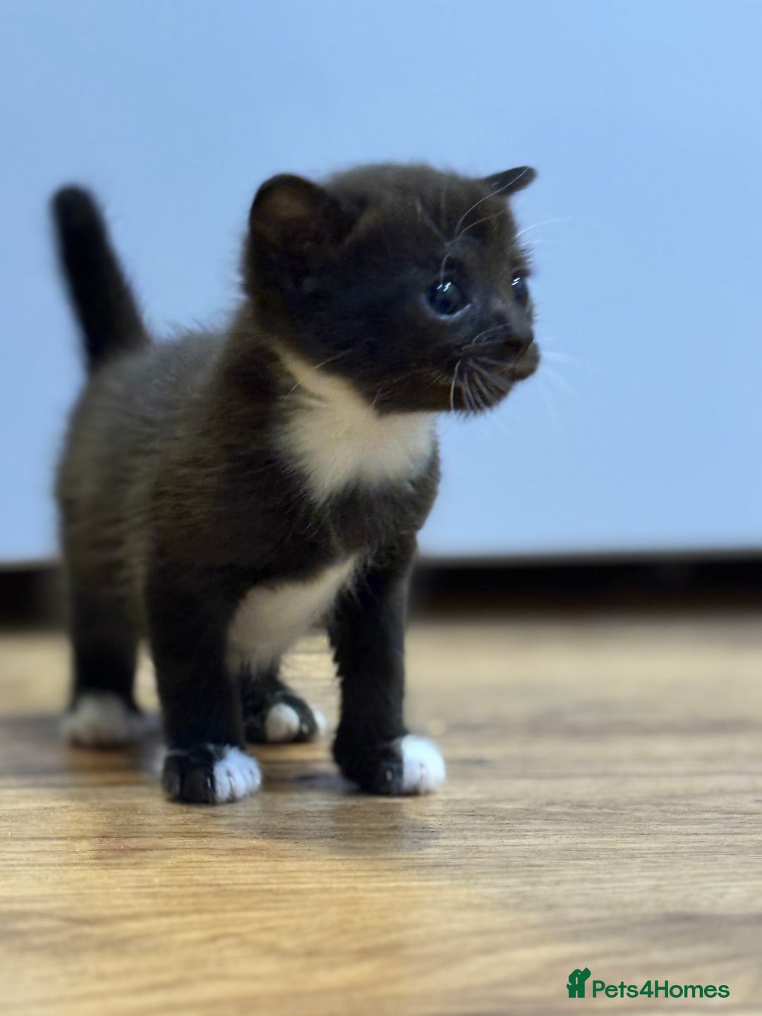 Mixed Breed cats for sale: 4 beautiful mixed breed kittens  - Image 3