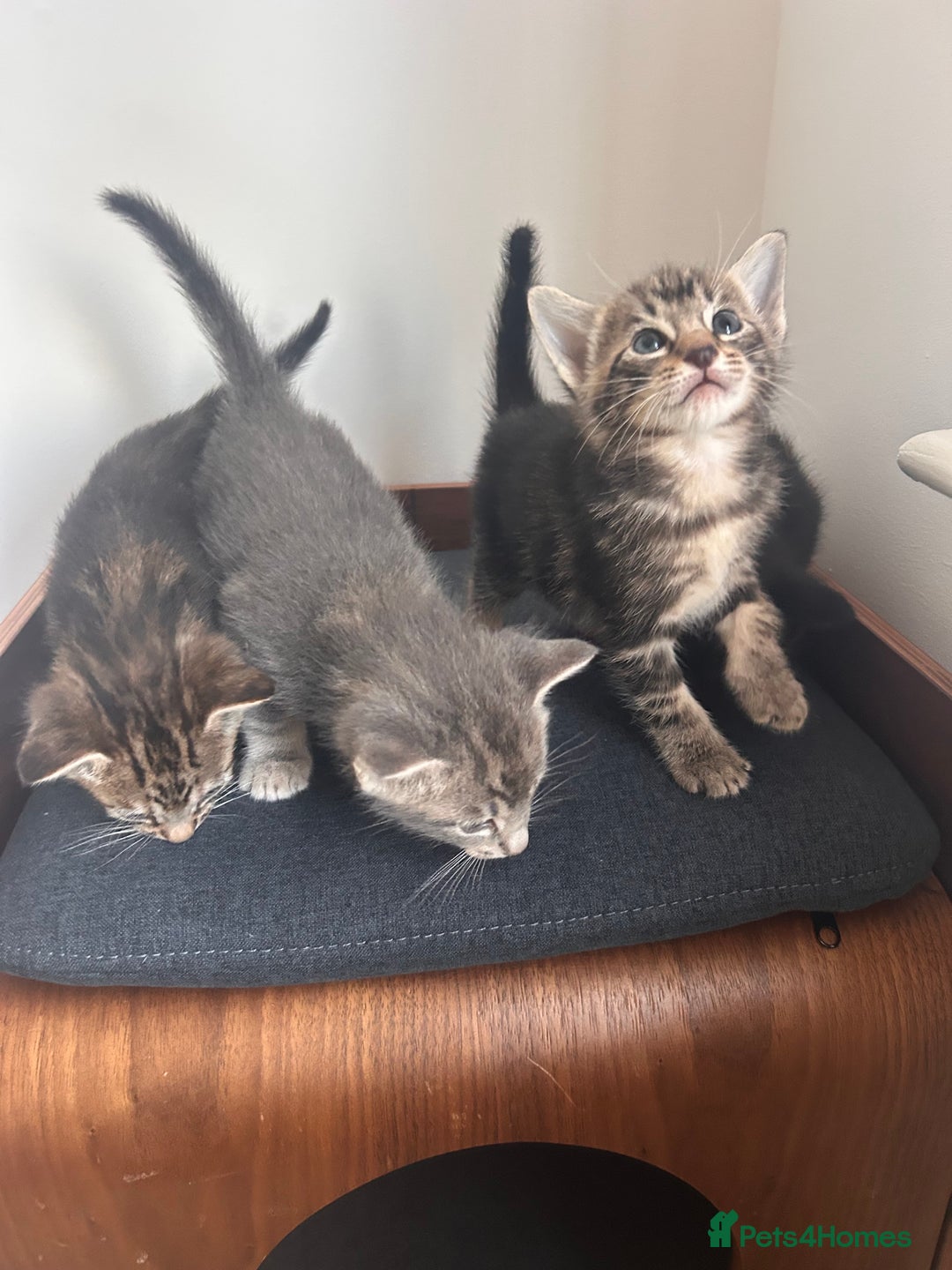 Oriental cats for sale: Oriental/ Siamese kittens  - Advert 13