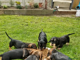 Dachshund dogs Adorable Wire and Pin Hair Dachshund pups kc reg - Advert 7