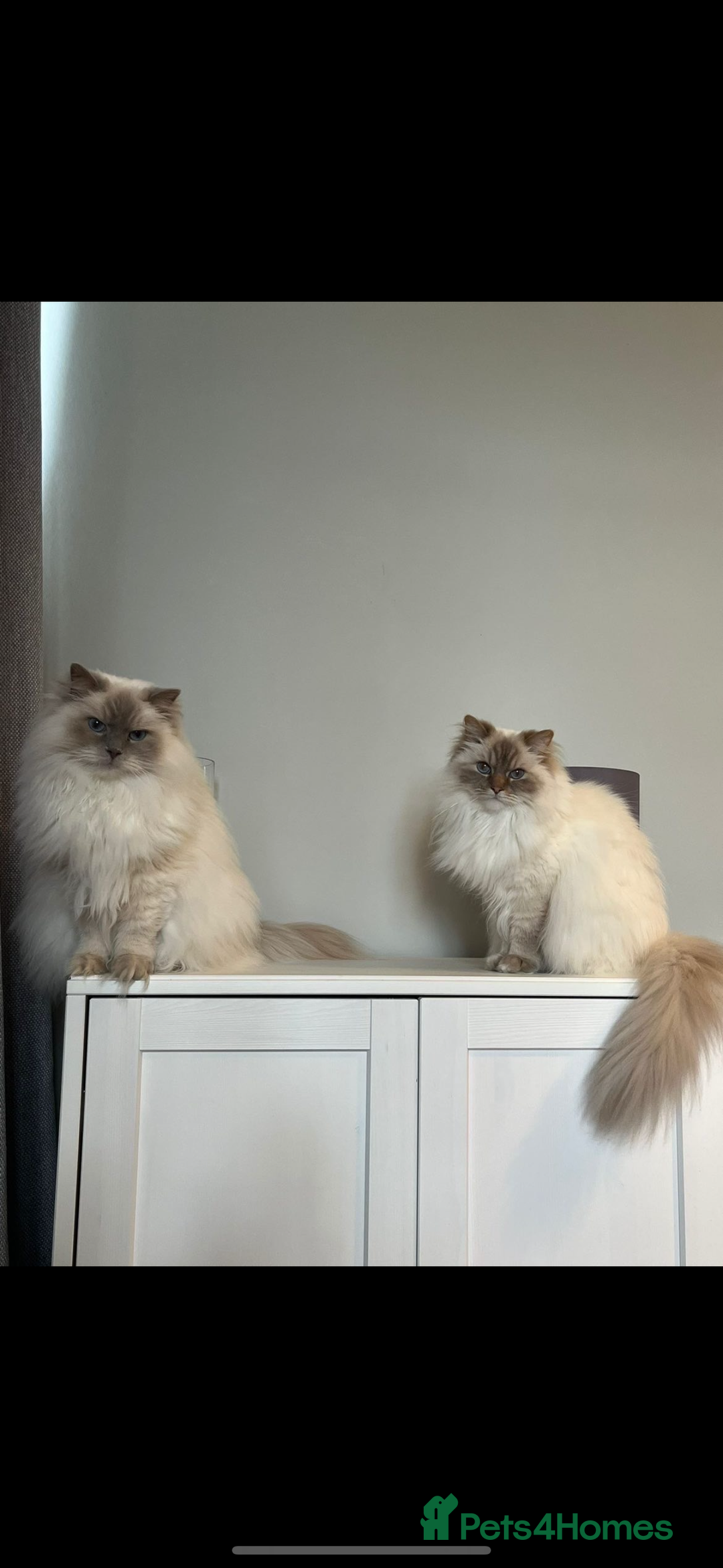 Ragdoll cats for sale: Ragdoll cross British blue kittens  - Advert 4