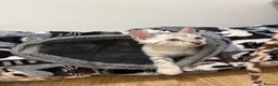 Bengal cats for sale: Pedigree Snow Glittery Bengals  - Advert 17