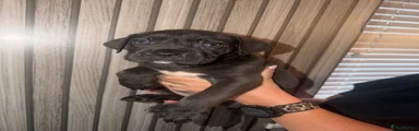 Cane Corso 7