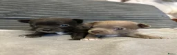 Chihuahua dogs for stud: Proven Lilac KC registered chihuahua for stud  - Advert 6