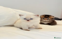 Scottish Fold cats for sale: Half Scottish half British short hair  in London - Image 21