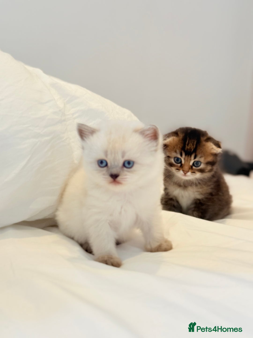 Scottish Fold cats for sale: Half Scottish half British short hair  in London - Image 21