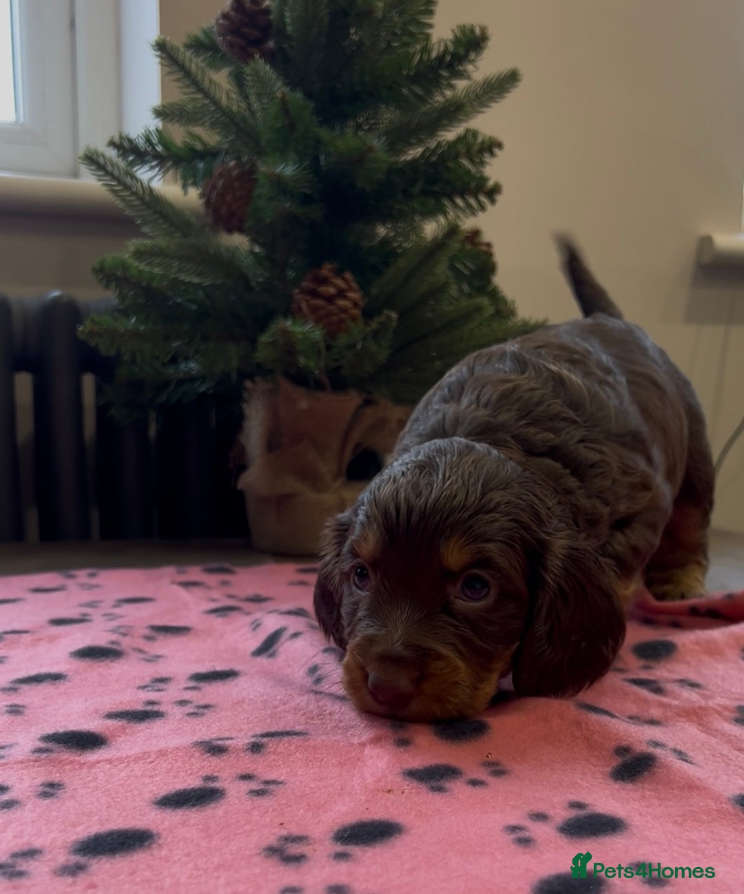 Cocker Spaniel dogs for sale: ✨Beautiful Cocker Spaniel Puppies✨ - Advert 36