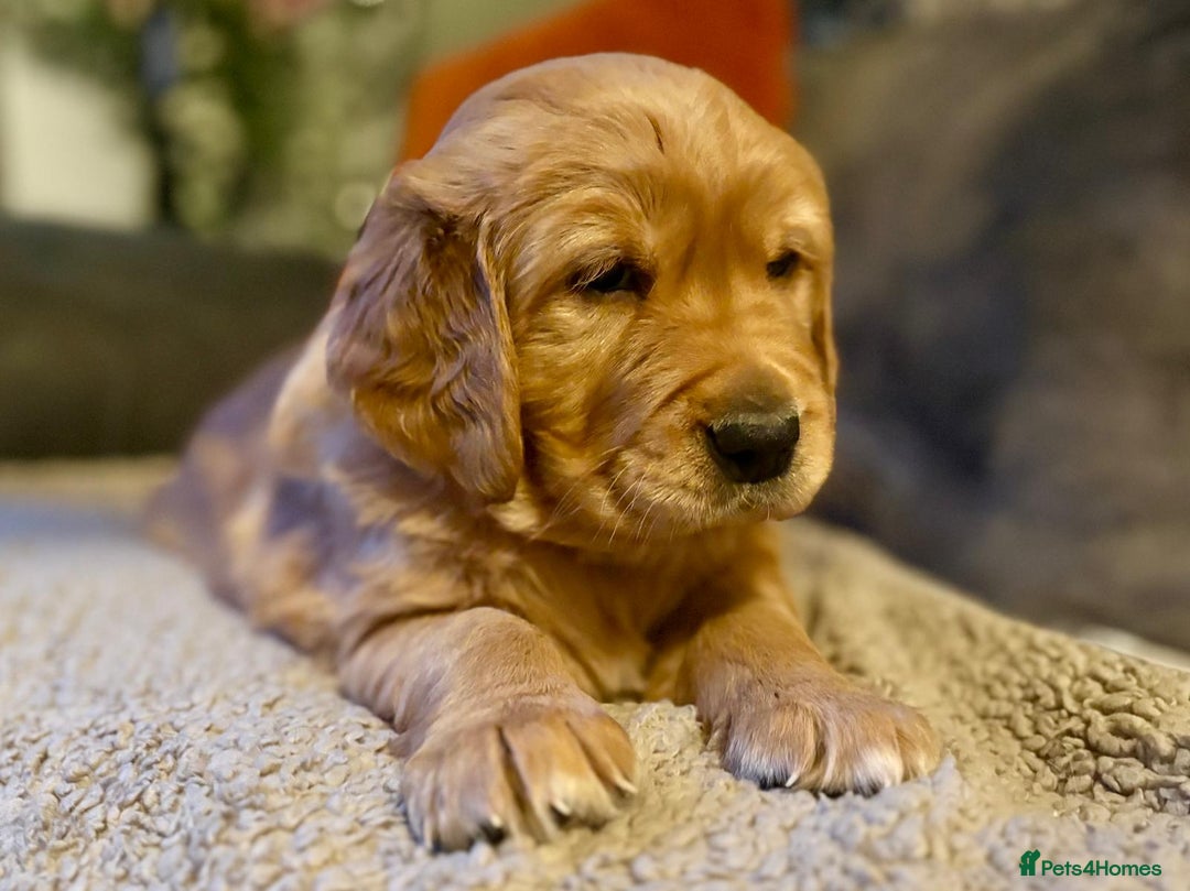 Golden Retriever dogs for sale: Beautiful Chunky Golden Retriever Pups - Advert 2