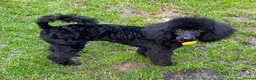Toy Poodle dogs for sale: KC REGISTERED BLACK TOY POODLE FEMALE - Advert 24