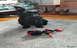 Scottish Terrier dogs for sale: Gorgeous Scottish boy available  - Image 4