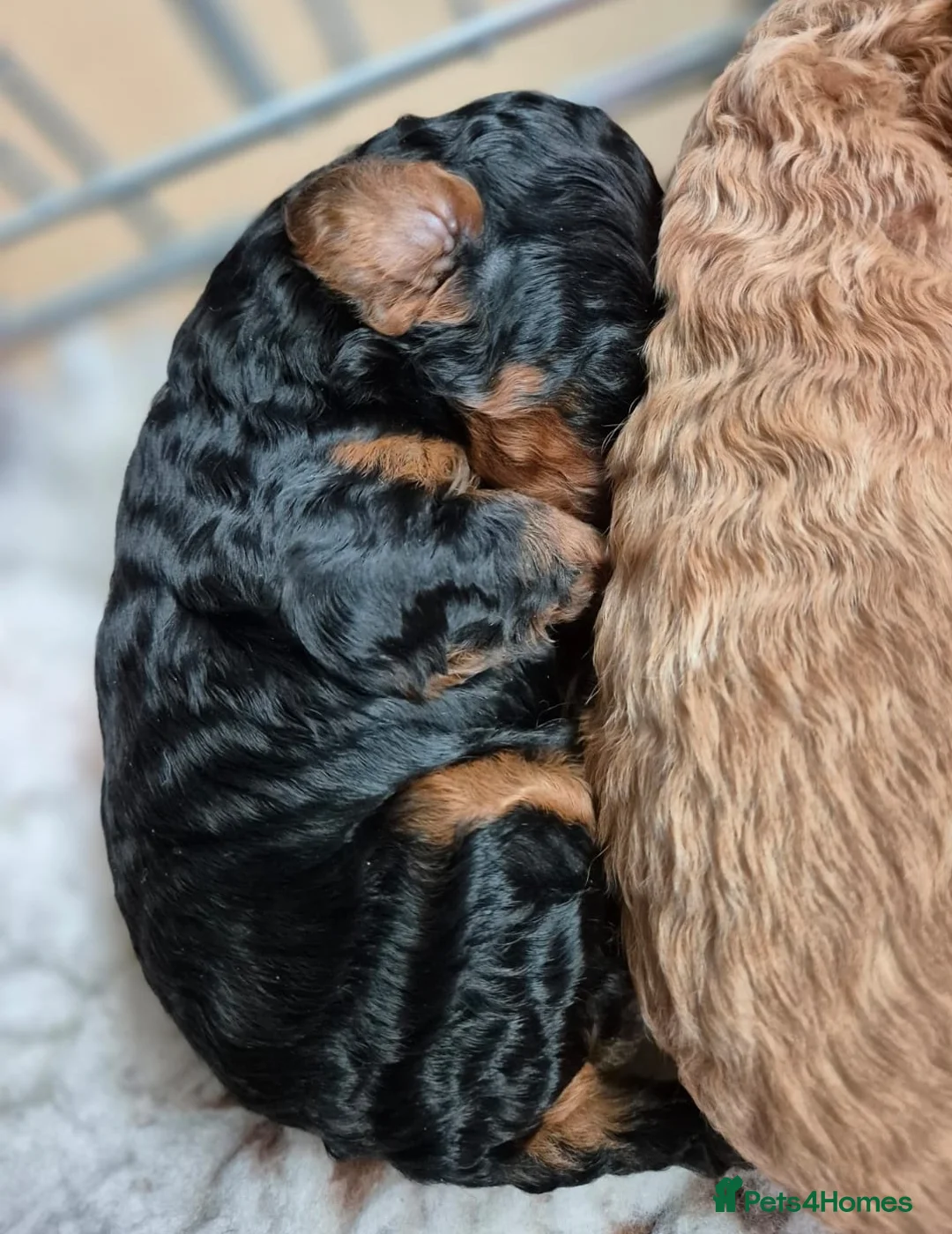 Toy Poodle dogs for stud: KC registered / health tested toy poodle stud in Bolton - Advert 28