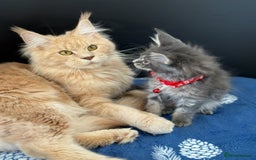 Maine Coon cats for sale: Pedigree MainCoon Kittens  - Image 4