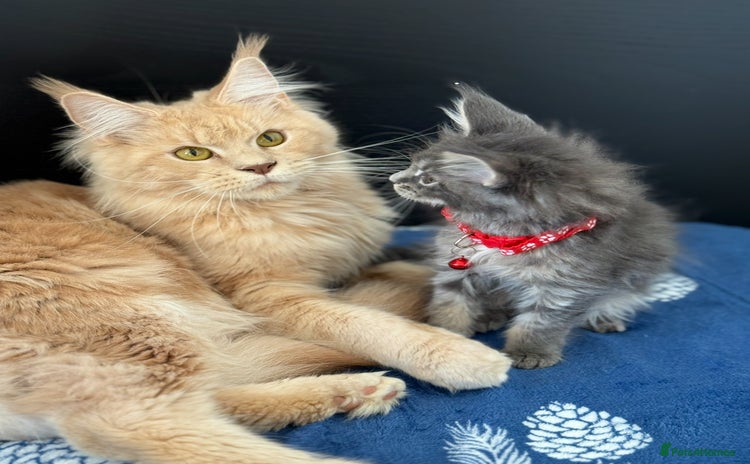 Maine Coon cats - Advert 4