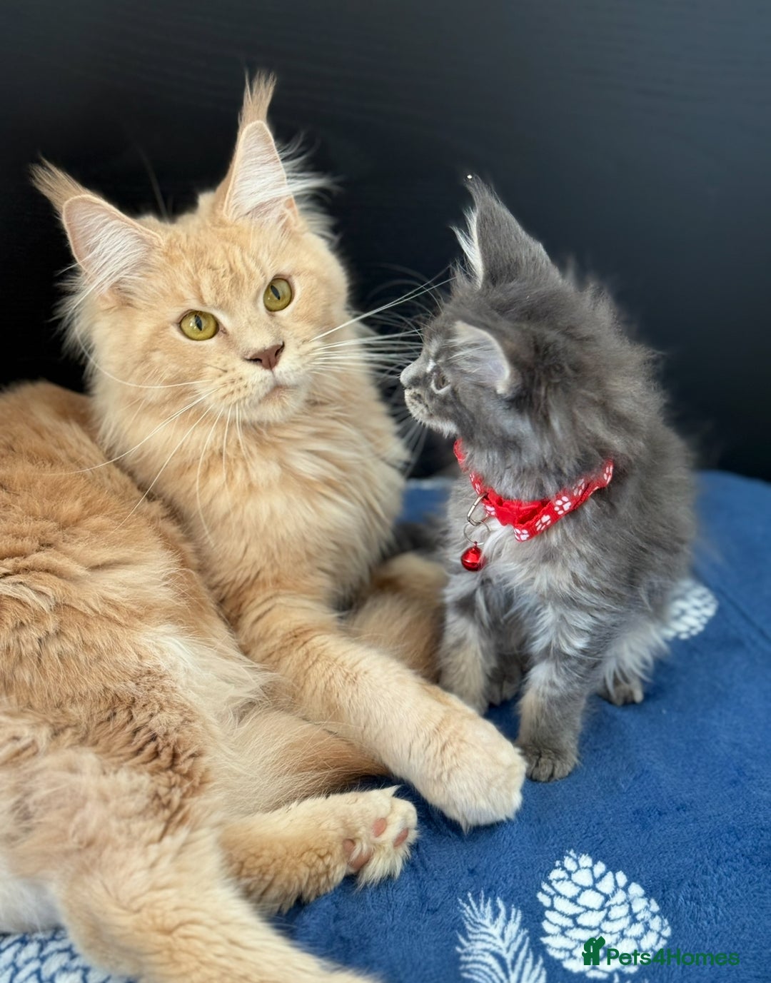 Maine Coon cats for sale: Pedigree MainCoon Kittens  - Image 4