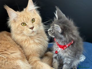 Maine Coon cats - Advert 10