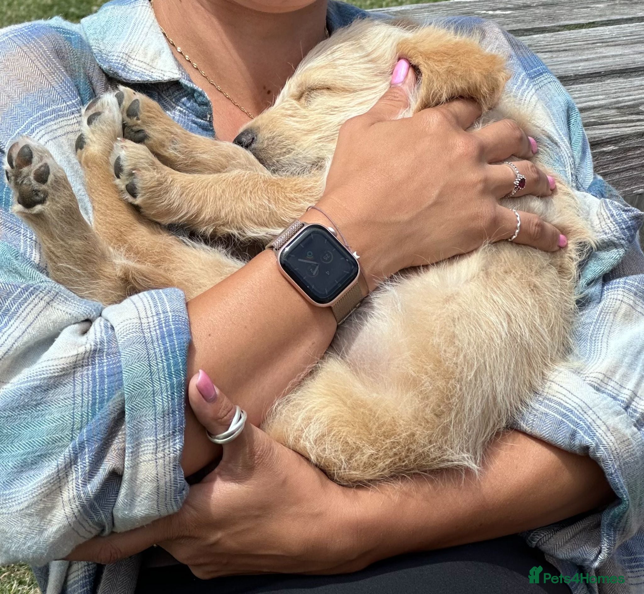 Labradoodle dogs READY NOW Beautiful happy labradoodle puppies - Advert 2