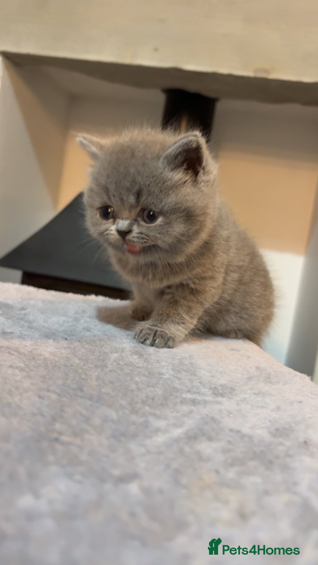 British Shorthair cats for sale: BSH kittens for sale from pedigree parents - Advert 25