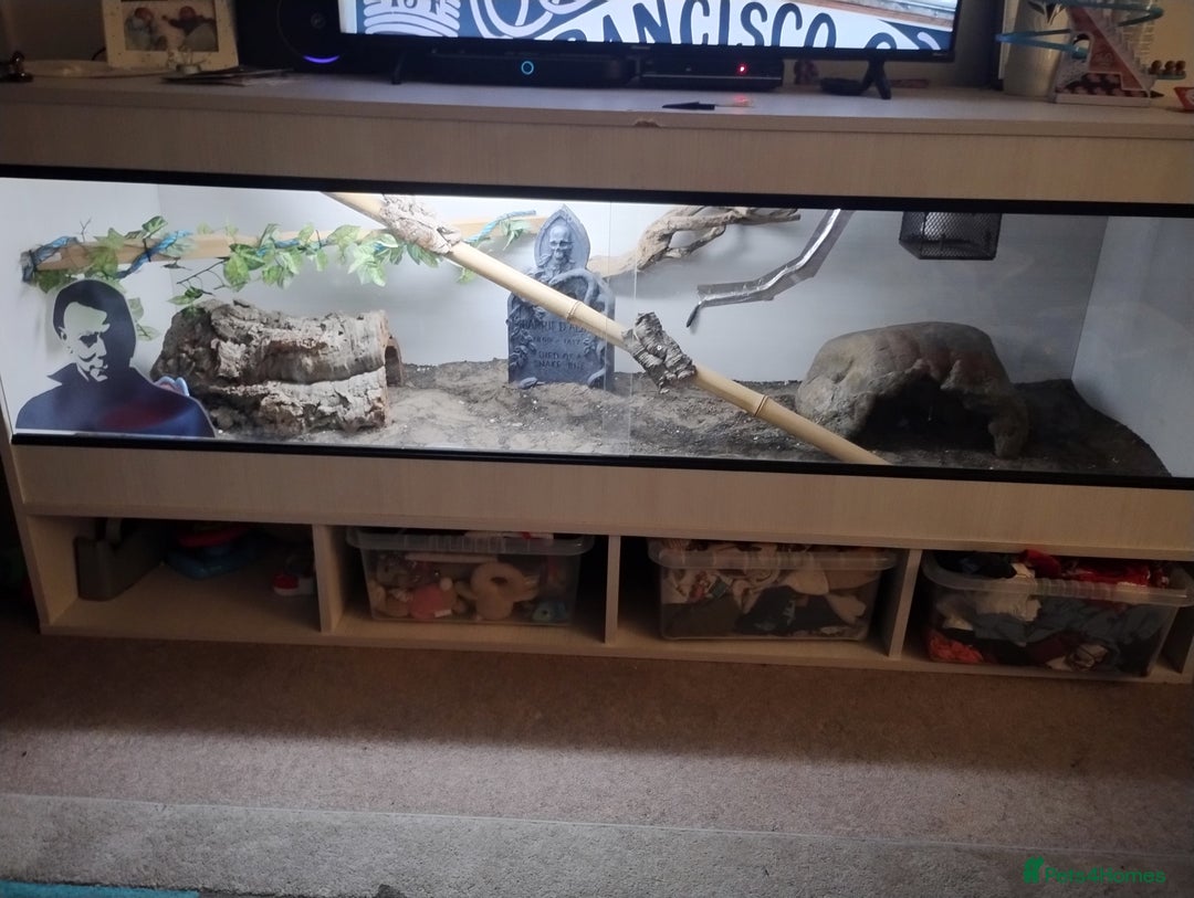 Python Snake reptiles for sale: Woma python with 6ft vivarium  - Advert 4