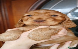 Cocker Spaniel dogs for sale: SHOW COCKER SPANIEL GOLDEN BOY/ DNA TESTED PARENTS - Image 7