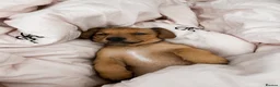 Dachshund dogs for sale: Dachshund  - Advert 7