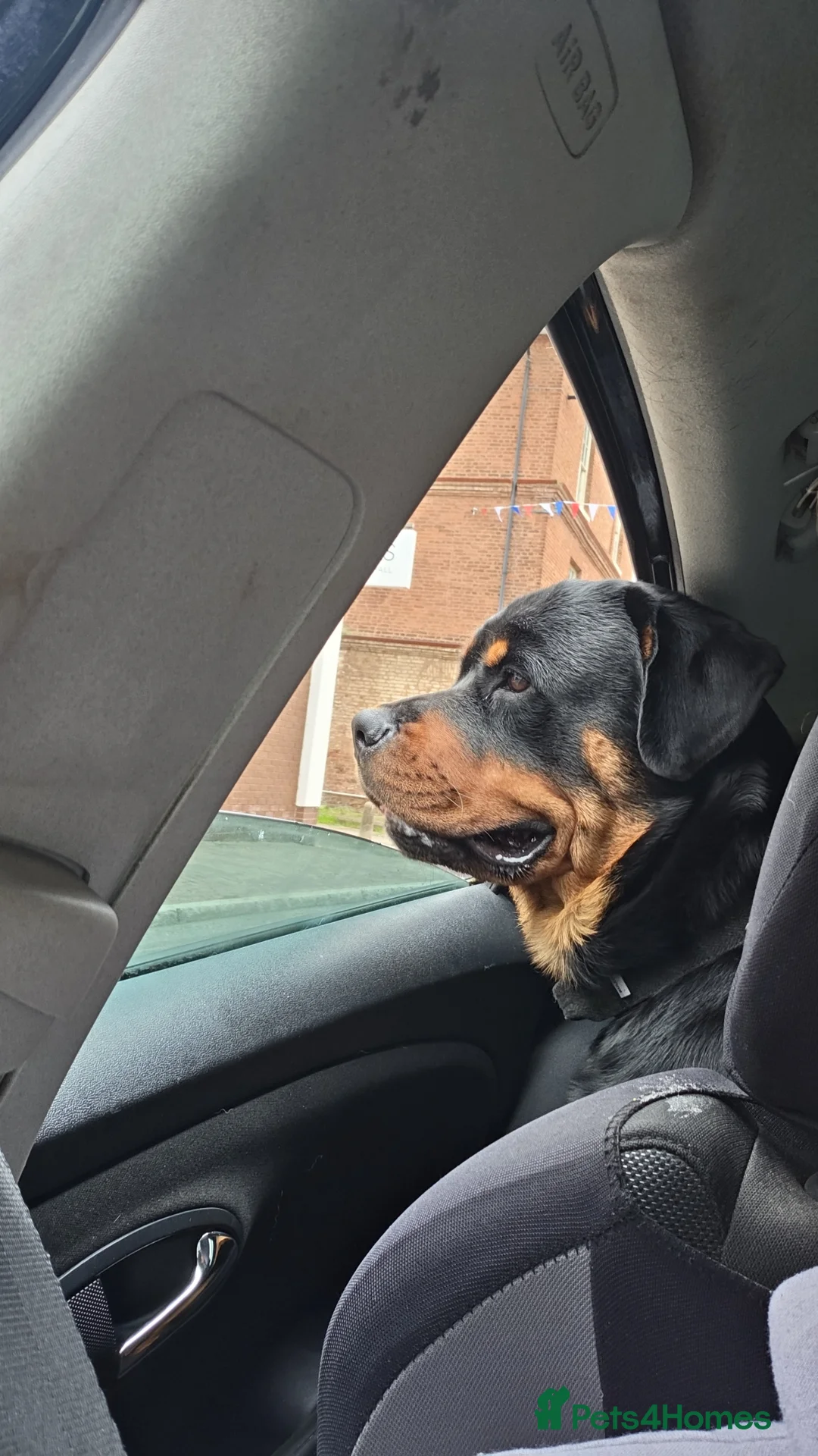 Rottweiler dogs for sale: Male 8 month old rottweiller  - Advert 2