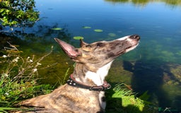 Mixed Breed dogs for sale: 2 Italian Greyhound x Whippet Pups for Sale  - Image 11