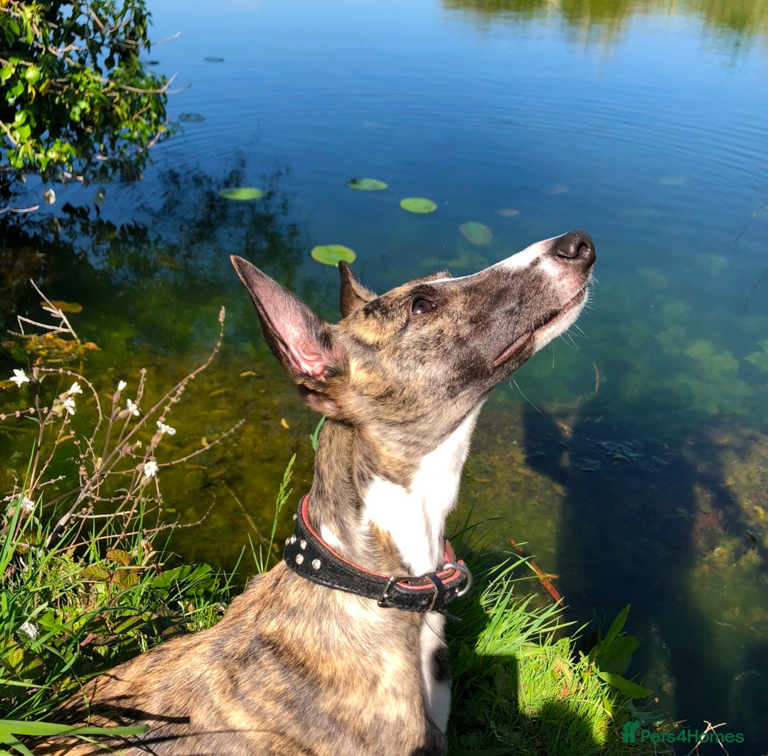 Mixed Breed dogs for sale: 2 Italian Greyhound x Whippet Pups for Sale  - Image 11