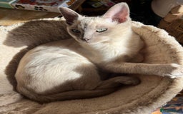 Burmese cats for sale: Exquisite Tonkdolls - Image 16