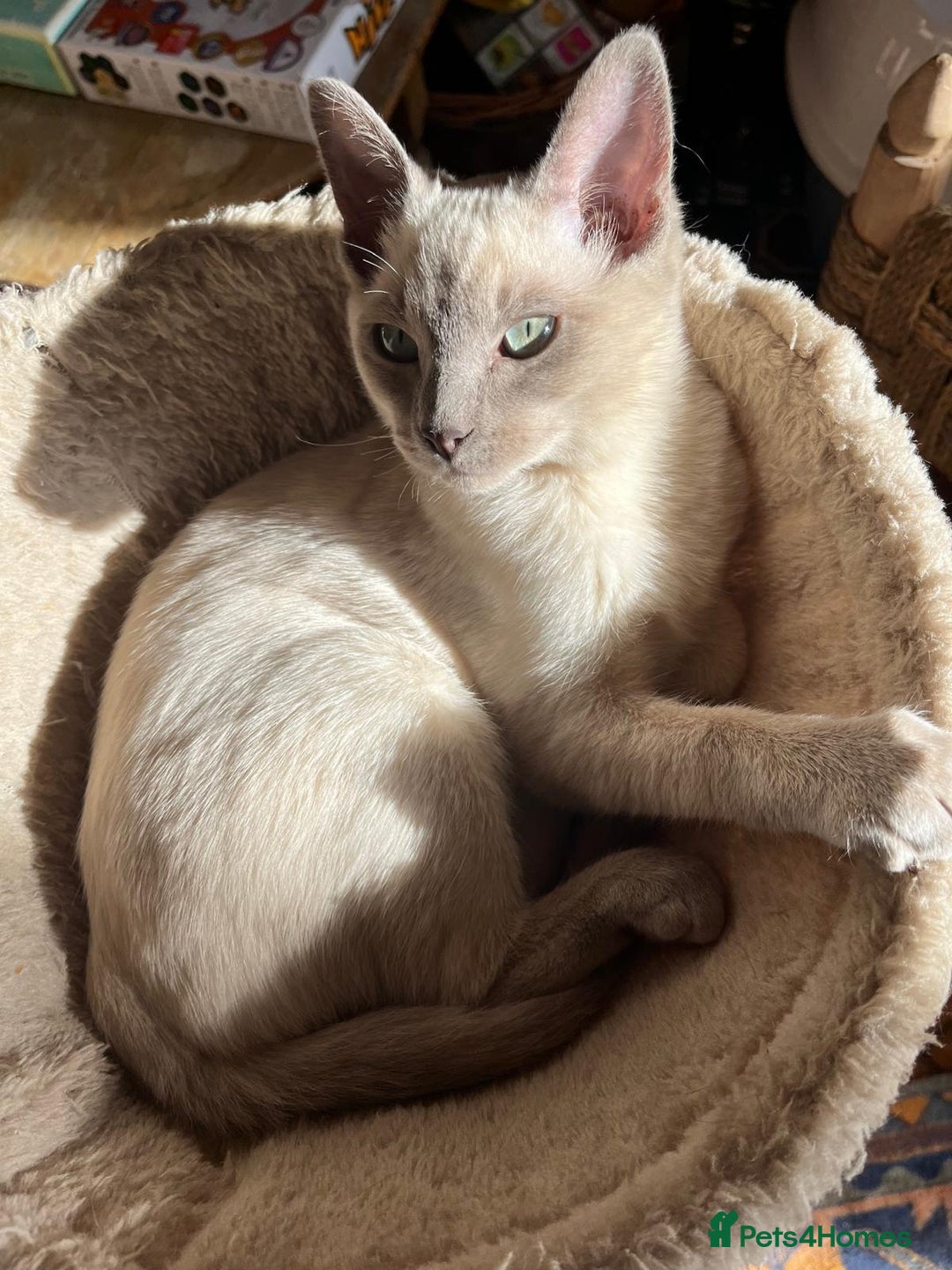Burmese cats for sale: Exquisite Tonkdolls - Image 16