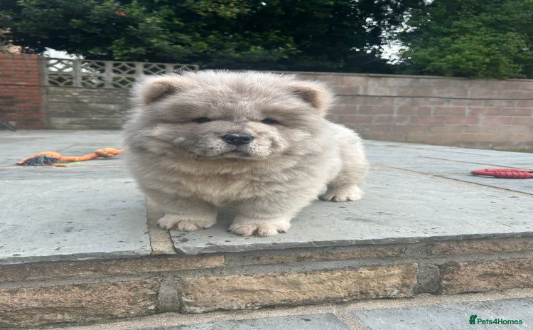 Chow Chow dogs in Cardiff - Advert 1