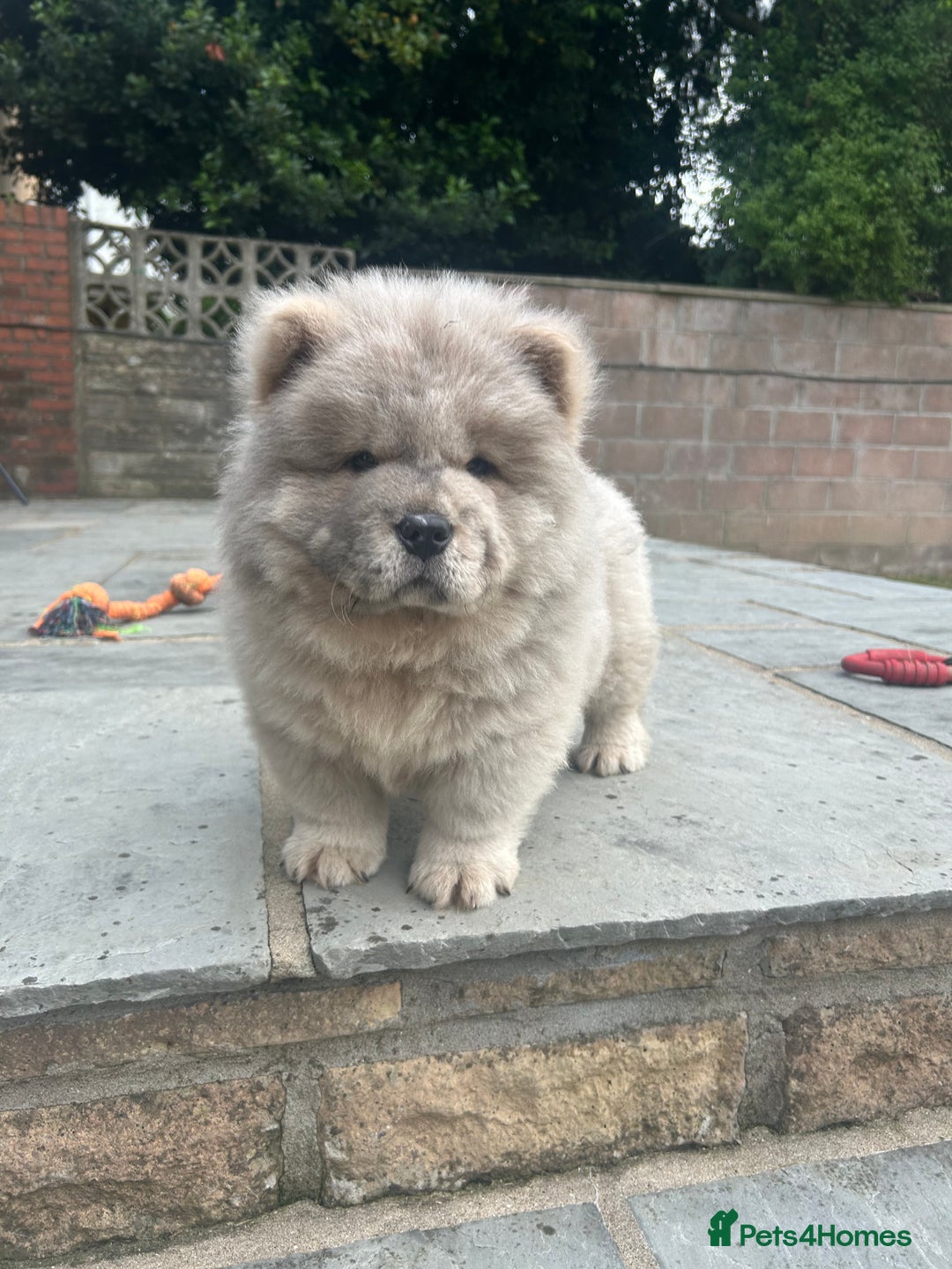 Chow Chow dogs for sale: Chow chow puppies ready to leave in Cardiff - Image 1