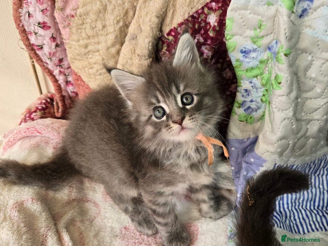 Maine Coon cats for sale: Gorgeous GCCF Maine Coons poss Active - Image 14