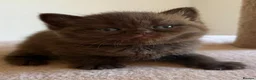 British Shorthair cats for sale: Stunning Chocolate BSH Kittens - Advert 10