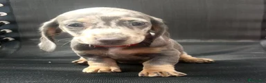 Dachshund 3