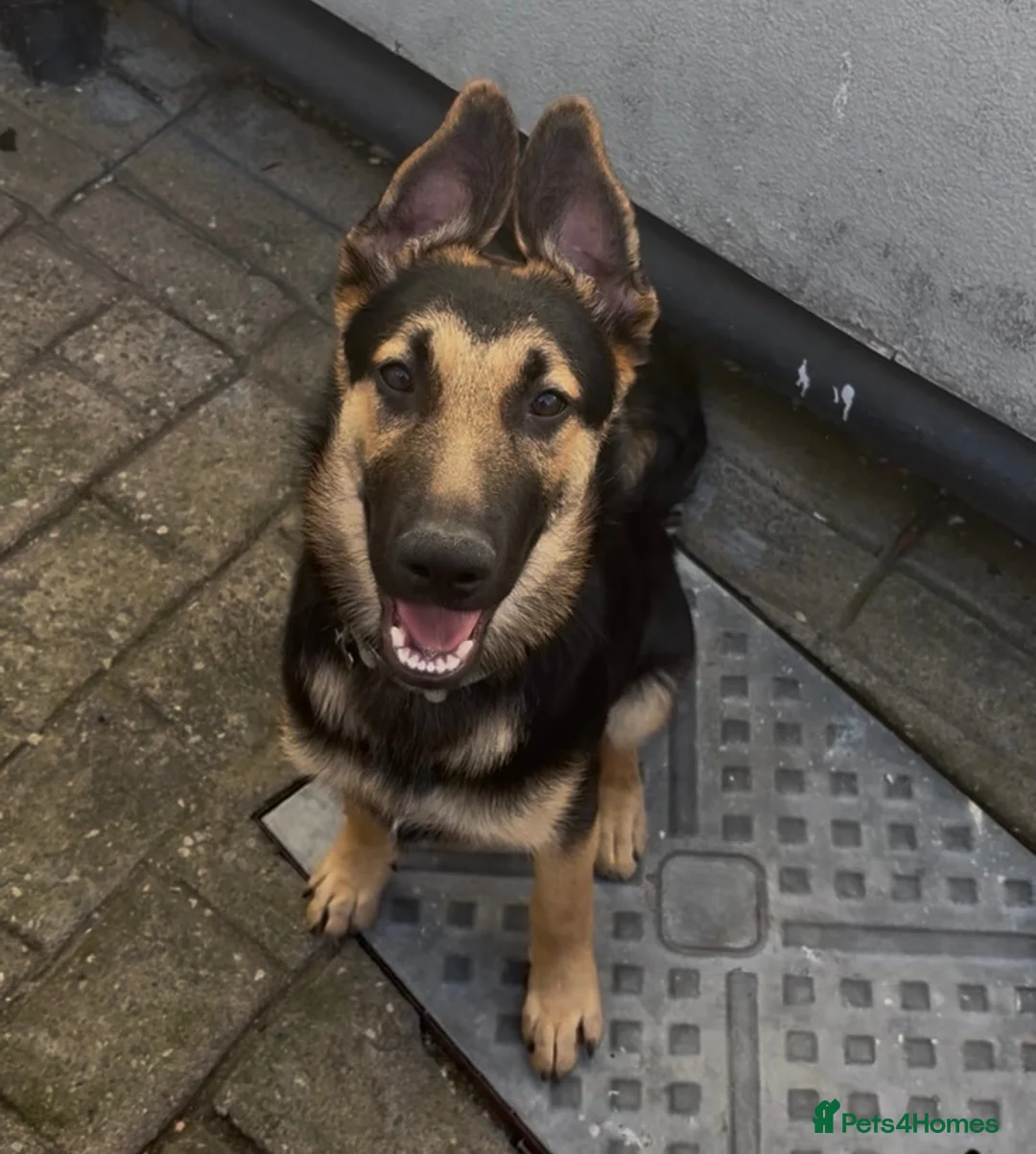 German Shepherd dogs for sale: 6 month old German Shepard  - Advert 2
