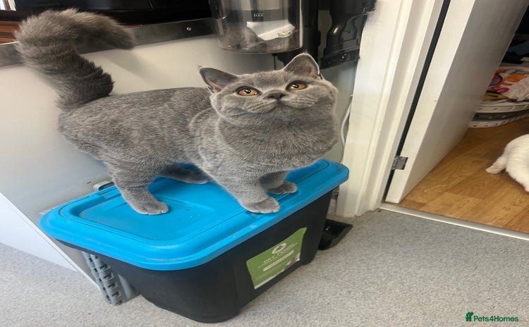 British Shorthair cats - Advert 11