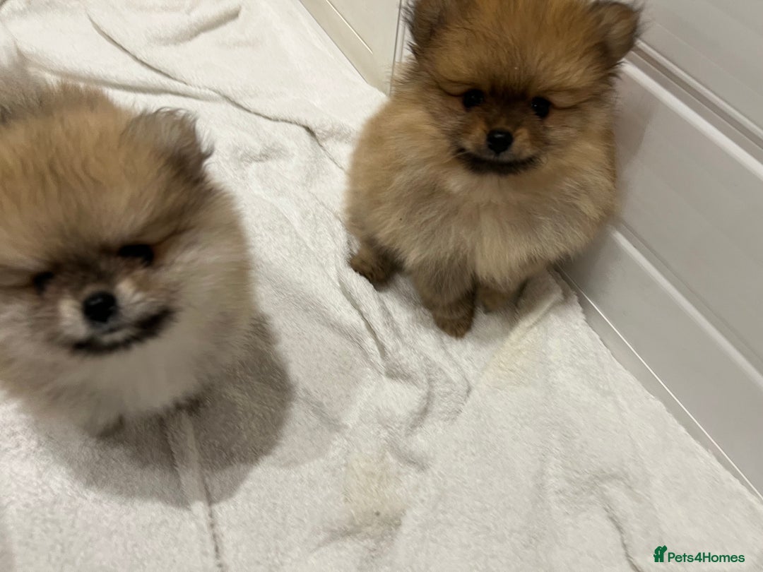 Pomeranian dogs for sale: Two 8 week old Pomeranian puppies  - Image 3