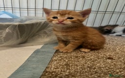 Mixed Breed cats for sale: Beautiful kittens  - Image 8