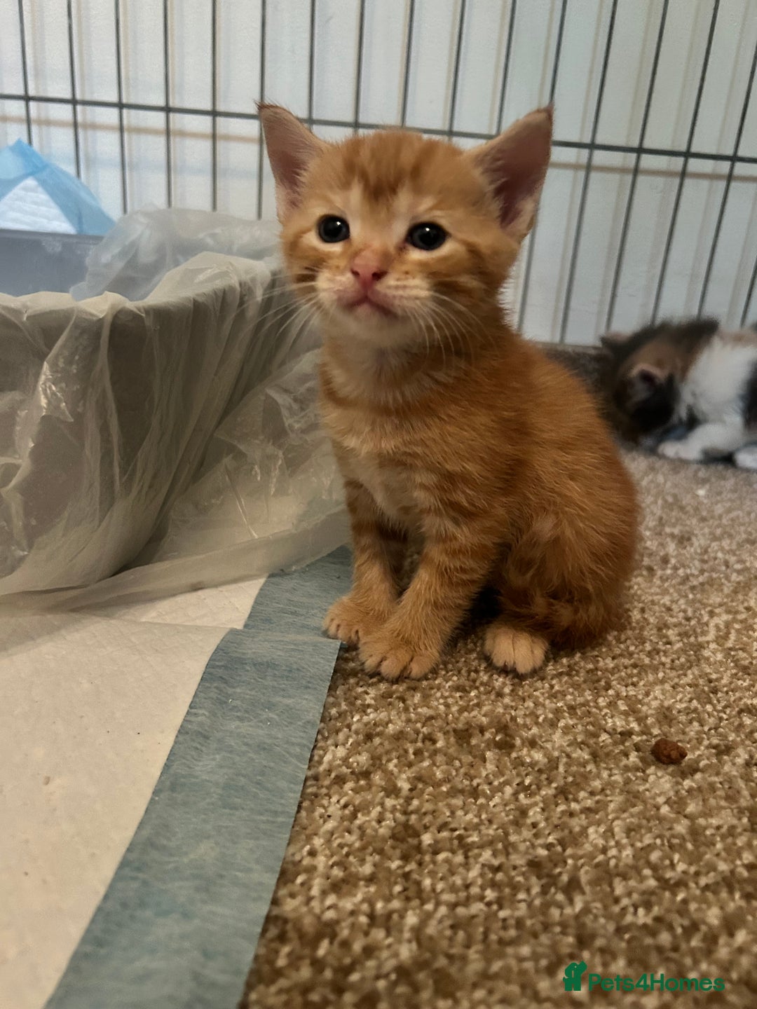 Mixed Breed cats for sale: Beautiful kittens  - Image 8