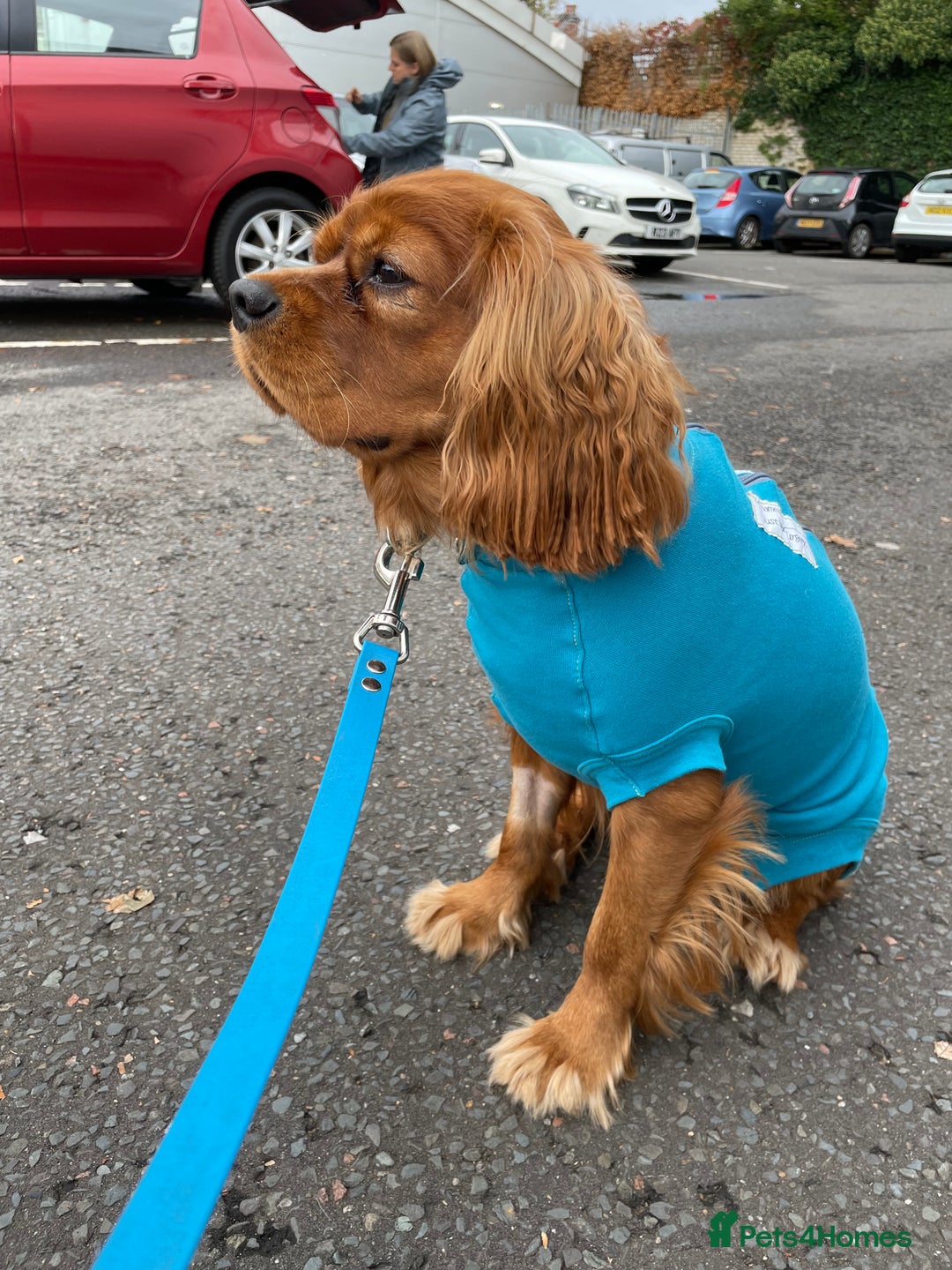 Cavalier King Charles Spaniel dogs for sale: New home needed for beautiful Rafa - Image 3