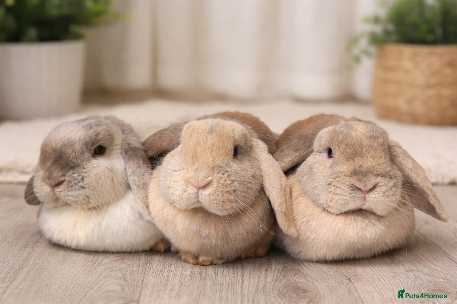 Mini Lop rabbits I have 3 girls but wanting to keep one or 2  - Advert 3