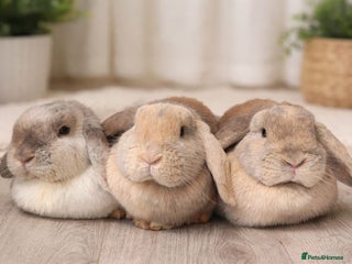 Mini Lop rabbits I have 3 girls but wanting to keep one or 2 - Advert 1