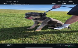 Mixed Breed dogs for sale: Lurcher cross - Image 1