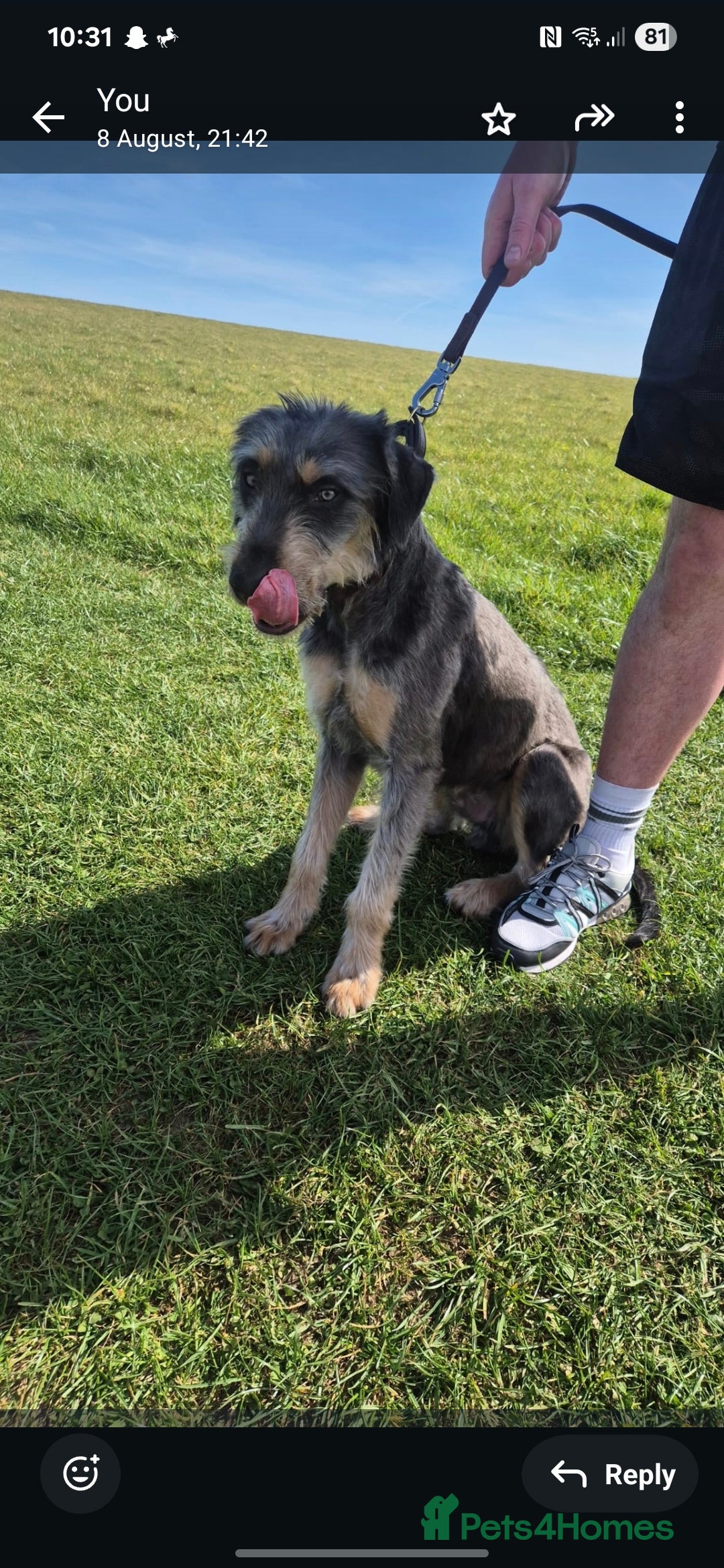 Mixed Breed dogs for sale: Lurcher cross - Image 1