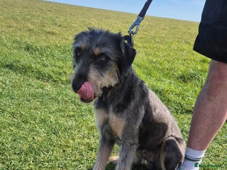 Mixed Breed dogs - Advert 1