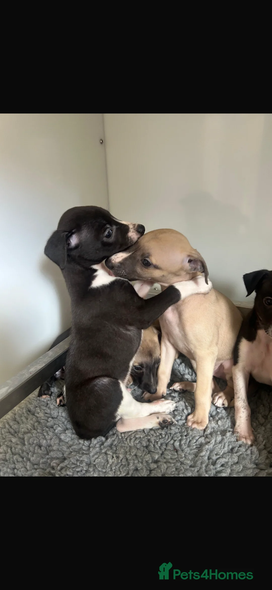 Whippet dogs for sale: KC REGISTERED WHIPPETS  in Liverpool - Advert 20