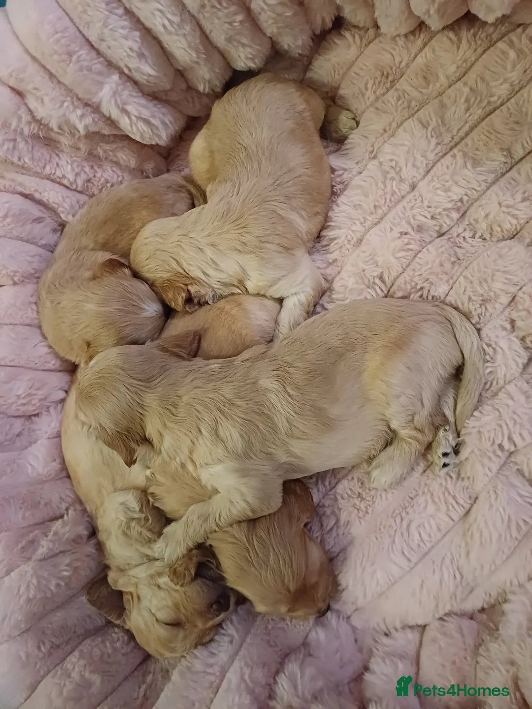 Cockapoo dogs for sale: Cockapoo Puppies - Advert 22